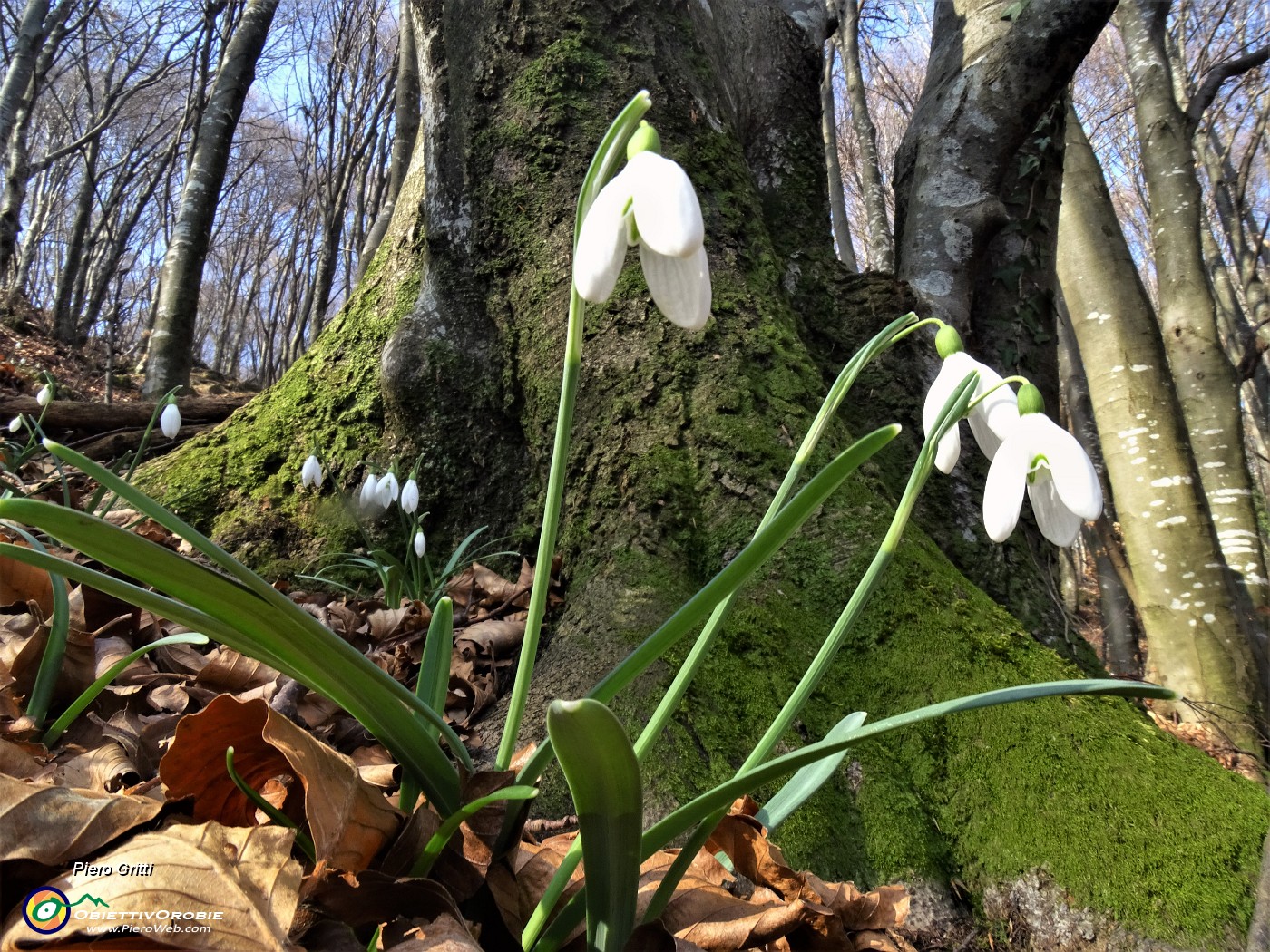 46 Festa di fiori sui sentieri al Monte Zucco - Galanthus nivalis (Bucanevi) nella splendida secolare faggeta.JPG